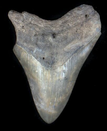 Fossil Megalodon Tooth - Georgia #36917